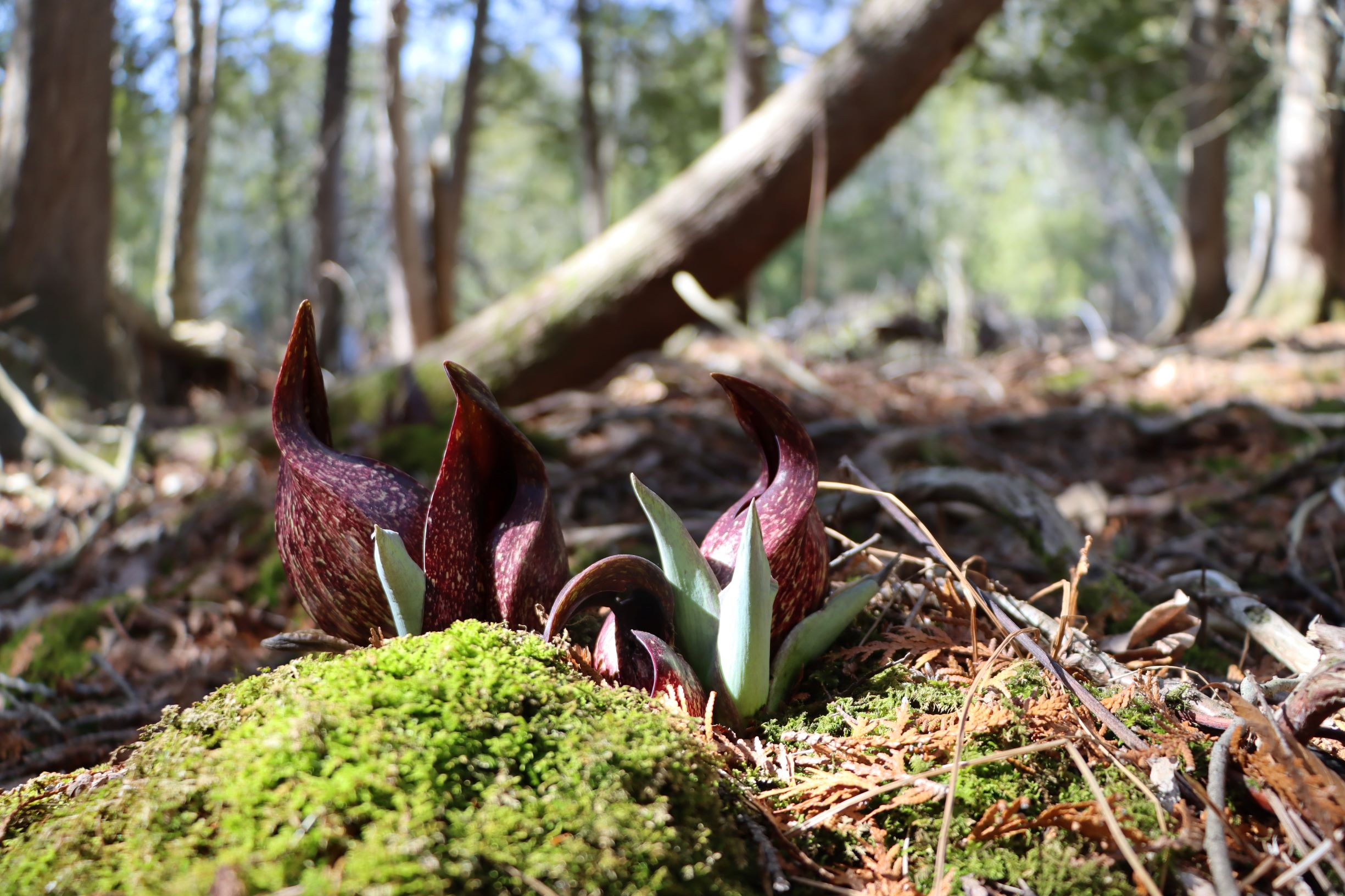 Wildflowers of Sylvan Solace Preserve (#1 – #13)