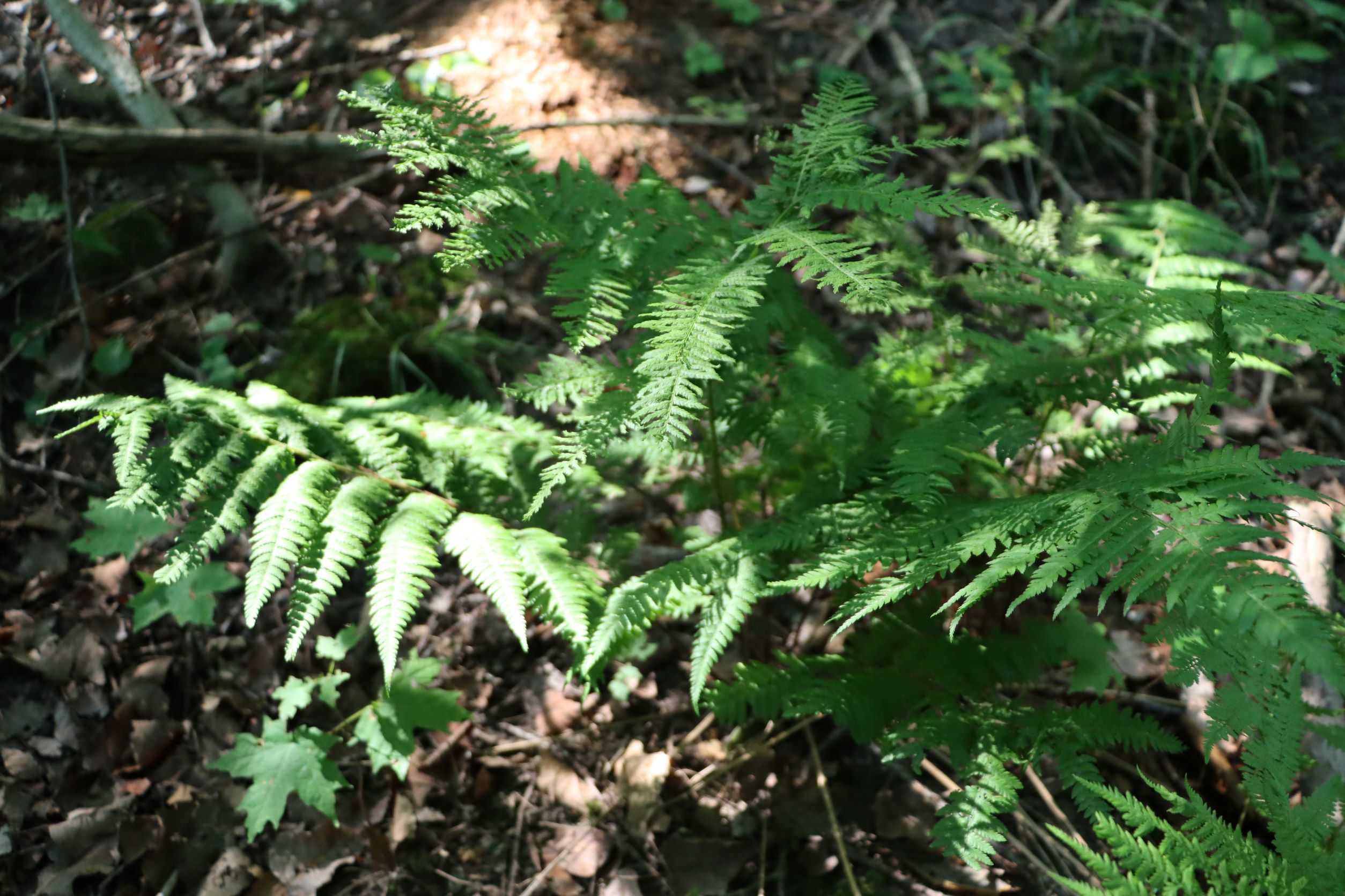 The Ferns of Audubon Woods – Chippewa Watershed Conservancy