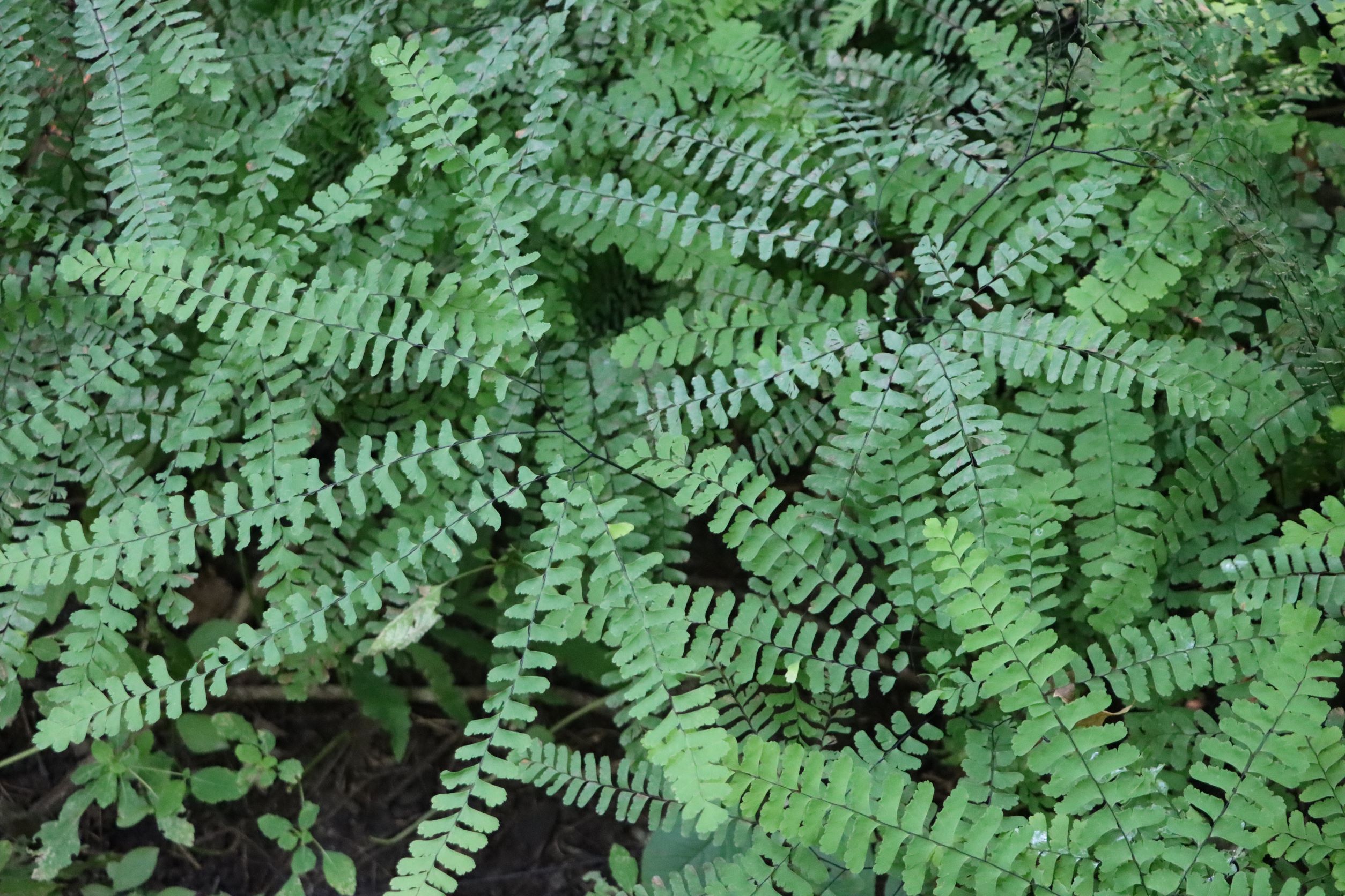 The Ferns of Audubon Woods – Chippewa Watershed Conservancy
