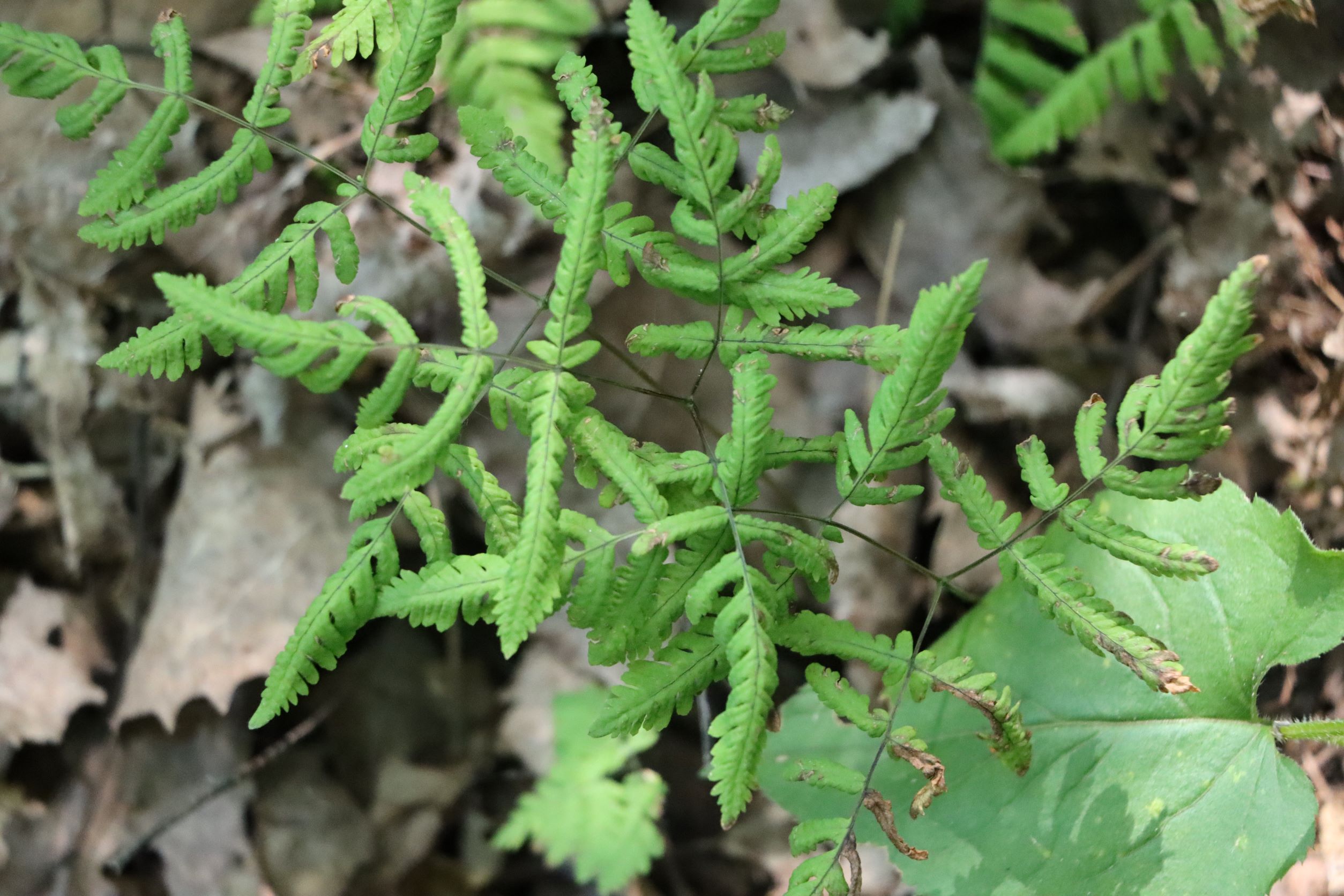 The Ferns of Audubon Woods – Chippewa Watershed Conservancy