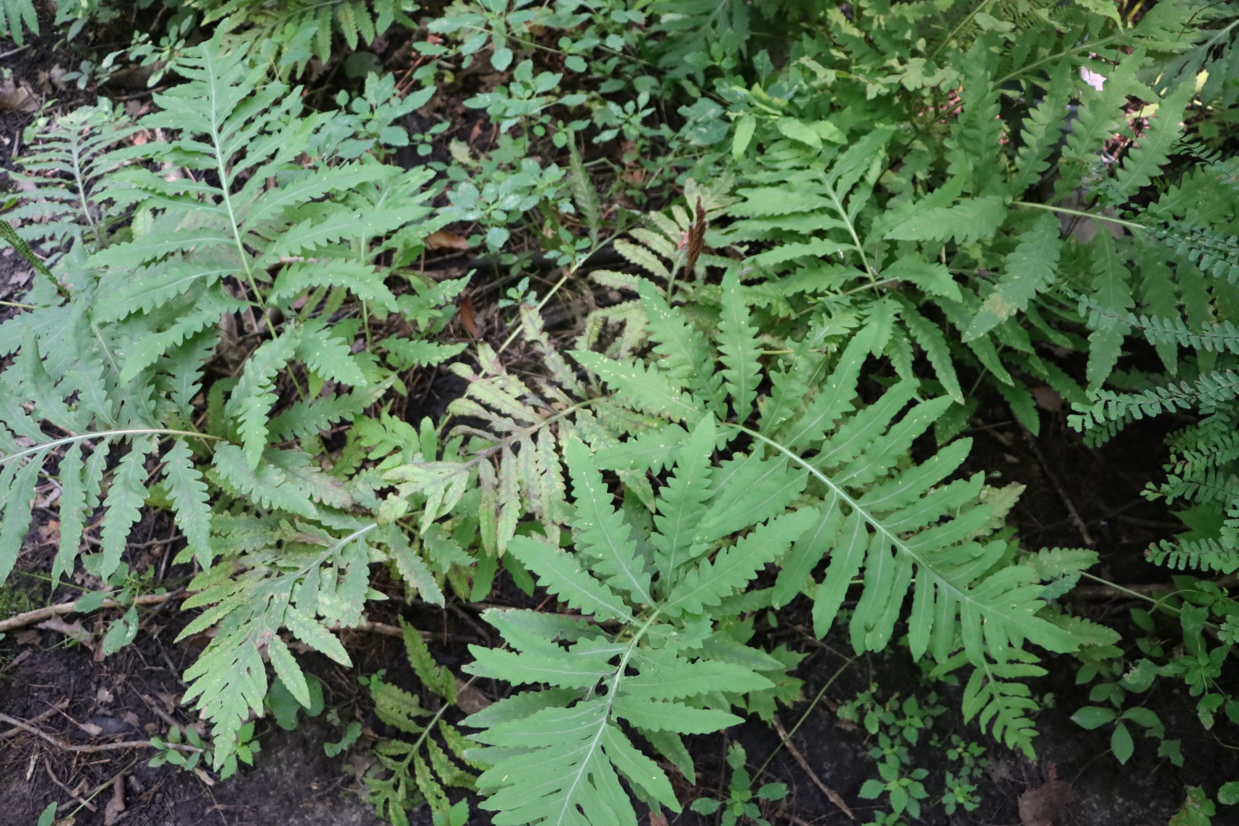 The Ferns of Audubon Woods – Chippewa Watershed Conservancy